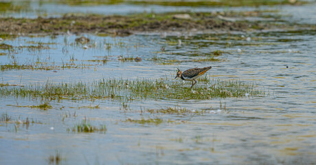 Northern lapwing Vanellus vanellus foraging in shallow wetland.
