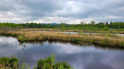 Fototapeta premium A marshy area with a pond in the foreground and a wooded area in the background.