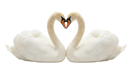Two White Swans Forming Heart
