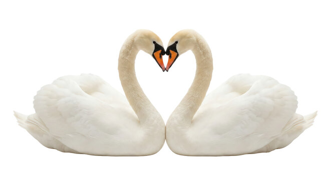 Two white swans forming heart shape with necks on transparent background