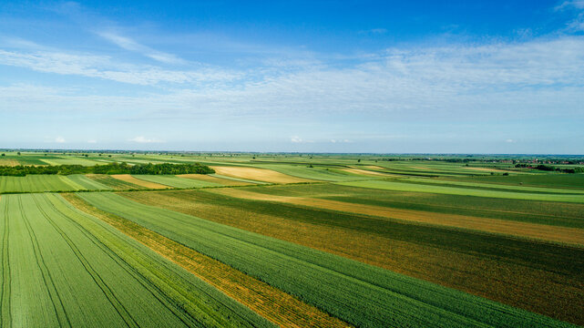 Aerial view of a patchwork of vibrant green and golden fields under a vast blue sky, creating a serene agricultural landscape, Novi Sad, Vojvodina, Serbia.