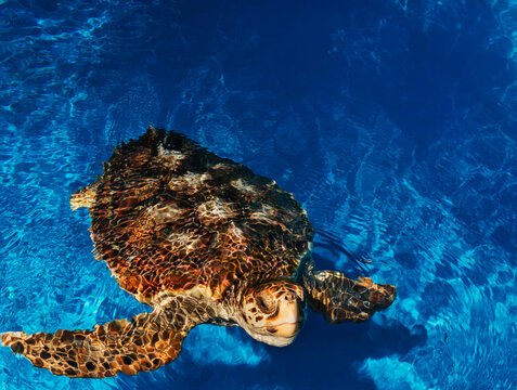 sea turtle swimming in water, Brazil