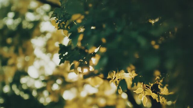 Golden sunlight filtering through green tree leaves creates a vibrant, natural bokeh background, evoking themes of nature, growth, morning, and warm summer light