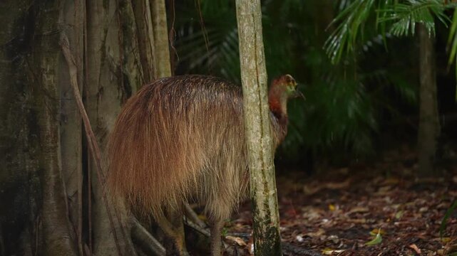 Southern Cassowary female (Casuarius casuarius) in the rain, a large flightless bird from the rainforests of Australia. Worlds most dangerous bird. Slow motion, 25 percent natural speed.