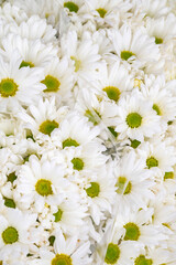 Fototapeta premium Bellis perennis, the daisy, is a European species of the family Asteraceae, often considered the archetypal species of the name daisy. To distinguish this species from other plants known as daisies, i