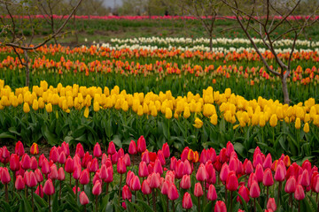 Fototapeta premium field of tulips