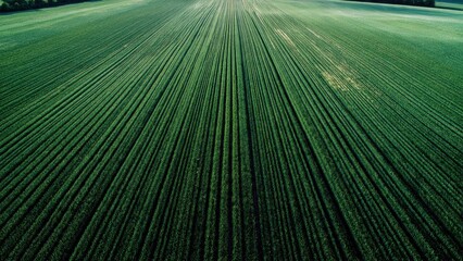 Obraz premium Aerial view of a green field