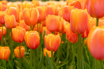 Obraz premium field of tulips