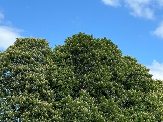 Fototapeta premium Flowering horse chestnut trees in spring park.
