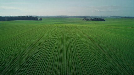 Obraz premium Lush Green Field of Young Wheat