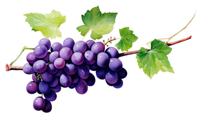 Fototapeta premium PNG Vine grapes vine fruit.