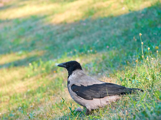 Obraz premium Close-up of a Corvus cornix in on the grass. Portrait of a grey crow.