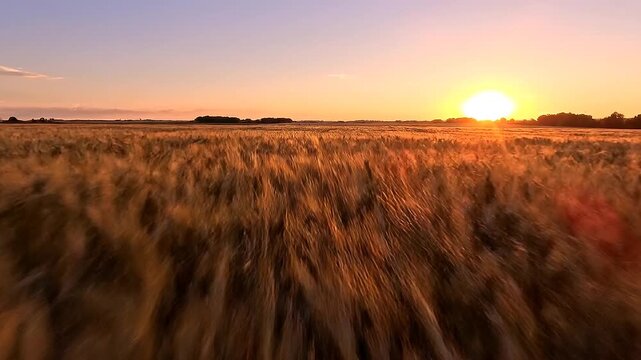 Golden wheat field swaying gently in the wind at sunset