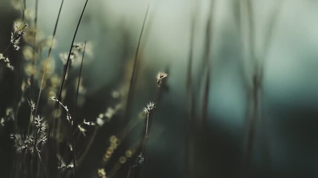 Delicate grass stem standing vibrant and resilient, catching the soft light of the hazy background, symbolizing growth, serenity, and the natural beauty of the environment