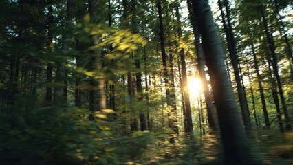 Obraz premium Sunlight through a Vivid Green Forest