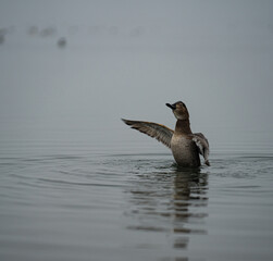 winter nature around Lake Most