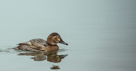 winter nature around Lake Most