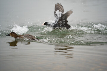 winter nature around Lake Most