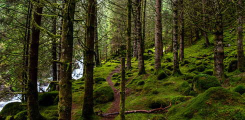 Trees and with moss overgrown soil, a creek babbles in the background, Arnafjord
