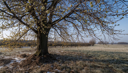 Obraz premium 同じ場所で雪解けと若葉が始まる一本の木の春の姿