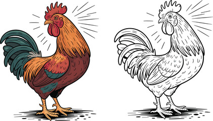 Hand drawn rooster illustration featuring colorful and black outline versions, vintage farm animal style, rustic character design ideal for branding and prints © Hasem Creative