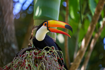 Fototapeta premium Tucano-toco