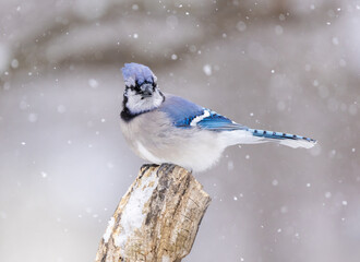 Obraz premium blue jay on perch in snow