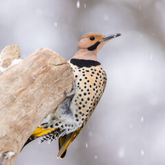 Obraz premium flicker on perch in snow