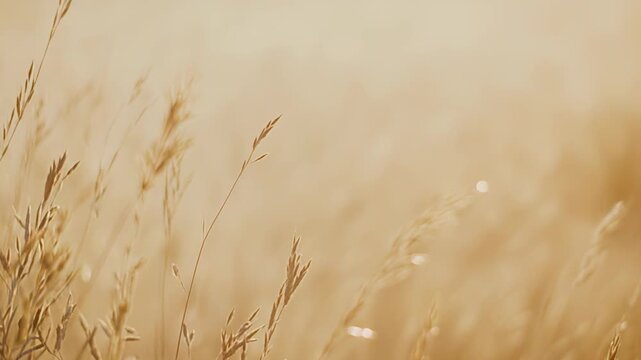 Golden summer grass stems creating a soft, warm background with a gentle bokeh effect, capturing the essence of tranquility and natural beauty in a sunlit field