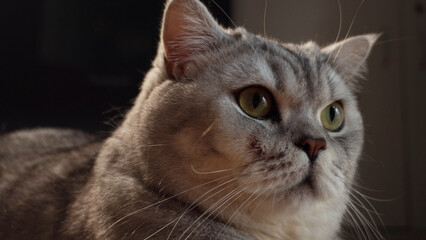 Fototapeta premium Close-up portrait of a fluffy grey tabby cat with striking green eyes looking intently