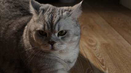 Obraz premium Close-up portrait of a grumpy British Shorthair cat with striking green eyes and grey fur