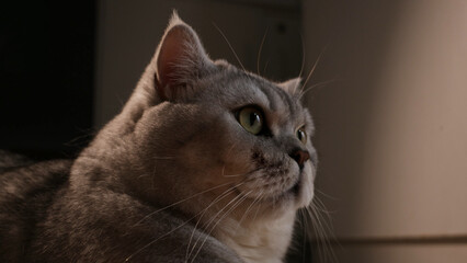 Fototapeta premium Close-up portrait of a fluffy grey British Shorthair cat with green eyes looking intently