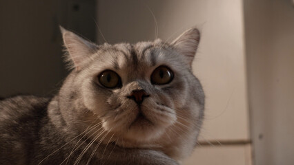 Close-up portrait of a curious British Shorthair cat with striking green eyes and tabby markings