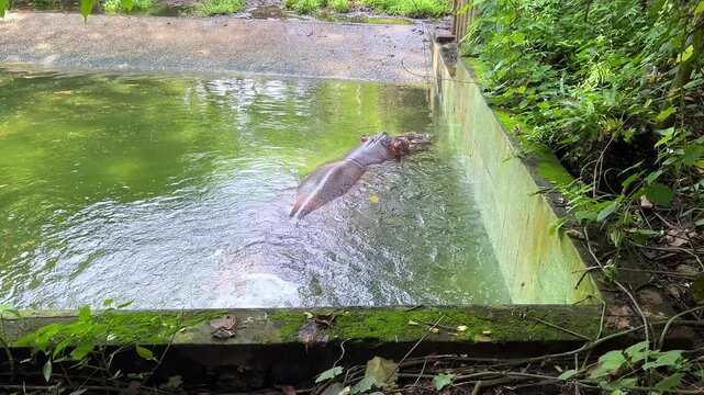 The pygmy hippopotamus lives in an outdoor enclosure at Ho Chi Minh City Zoo. It is a herbivorous mammal known for its semi-aquatic lifestyle. It spends most of its time in water. Vietnam. 4K