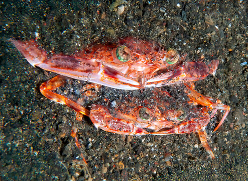 蟹座」の写真素材 | 3,393件の無料イラスト画像 | Adobe Stock