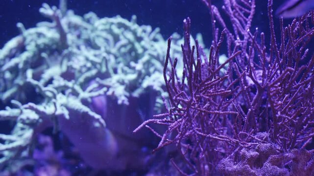 Discover the colorful fish and beautiful corals thriving in a mesmerizing marine aquarium. This underwater world showcases the unique beauty of aquatic life.
