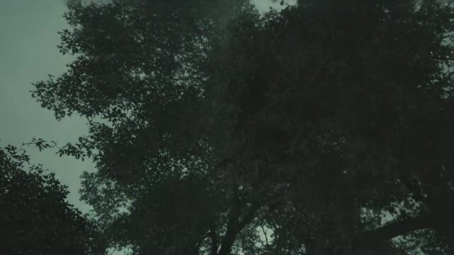 Woodland environment showing a solitary tree trunk and dappled light beams penetrating through the dense foliage, creating a mysterious and atmospheric natural scene