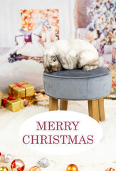 Christmas concept. Black water rabbit in a basket under the Christmas tree in a home interior