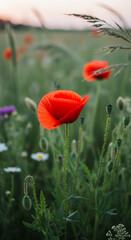 Obraz premium Close-up of vibrant red poppy flower in field, showcasing delicate petals, symbolizing remembrance, tranquility, and natural beauty in meadow
