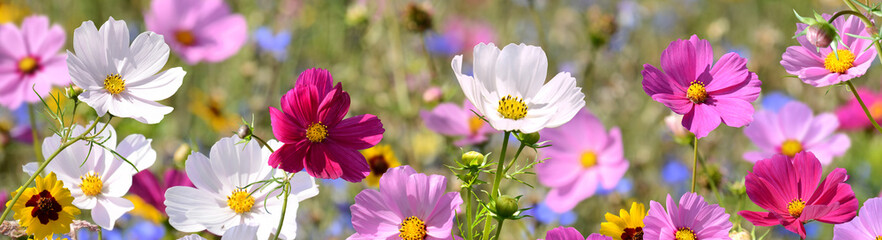 Fototapeta premium Garten 1556