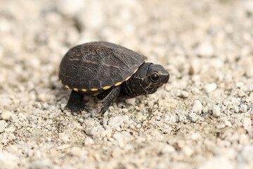 Fototapeta premium Cutest Ever Baby Turtle 