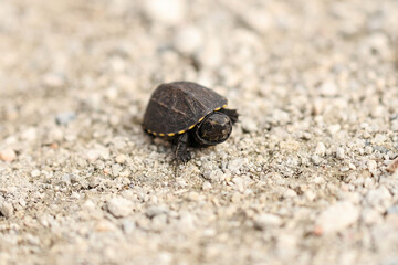 Obraz premium Cutest Ever Baby Turtle 