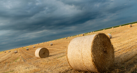 Freshly cut and rolled Hay Bales lay on a field. AI generated image.