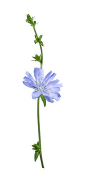 Single chicory flower with stem and buds isolated on white background. Design element for creating botanical compositions, cards, invitations, frames.