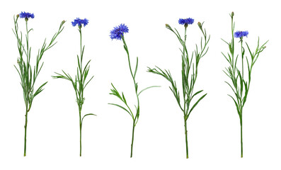 Fototapeta premium Set of blue cornflowers isolated on white background. Wild Centaurea cyanus plants with flowers, buds and green stems in natural form.