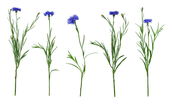 Set of blue cornflowers isolated on white background. Wild Centaurea cyanus plants with flowers, buds and green stems in natural form.