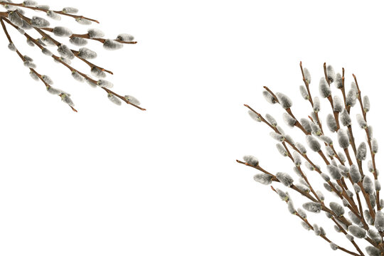 Spring willow branches with fluffy catkins isolated on white background. Minimal spring and Easter frame with copy space for greeting cards, invitations and seasonal design.