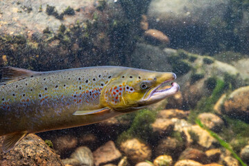 Wild salmon in the Laerdalselvi river passing by the Salmon museum in Laerdalsoyri © imagoDens