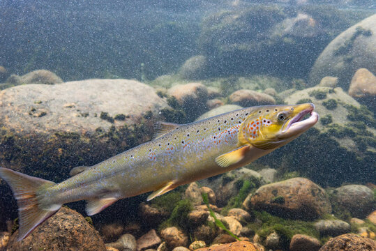 Wild salmon in the Laerdalselvi river passing by the Salmon museum in Laerdalsoyri