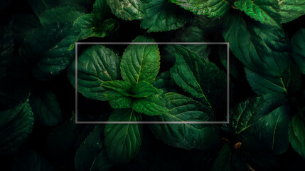 Dark green leaves with rectangular frame foliage plant